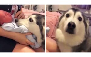 VIDEO: Un husky incontra per la prima volta il suo nuovo fratellino umano