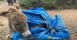 La storia straziante di un povero asinello neonato, chiuso in una busta e lasciato a spegnersi in mezzo al nulla. Di questa triste storia, resta solo una magra consolazione…R.I.P dolce Kisses