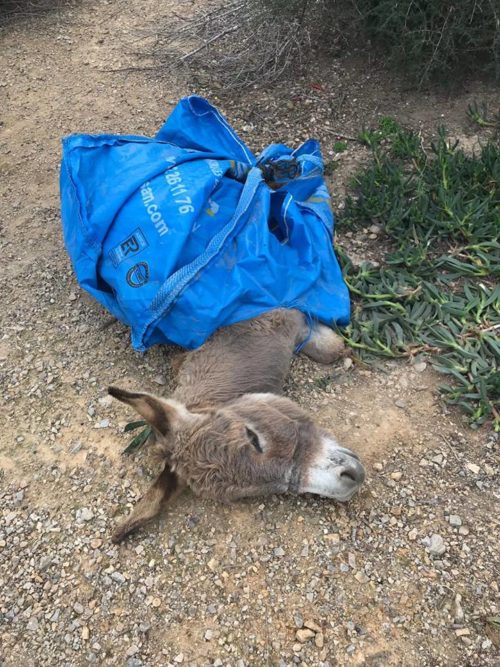 I veterinari mettono in guardia tutti i proprietari di animali: state lontani da quest’erba che sembra innocua ma può addirittura uccidere il vostro cane