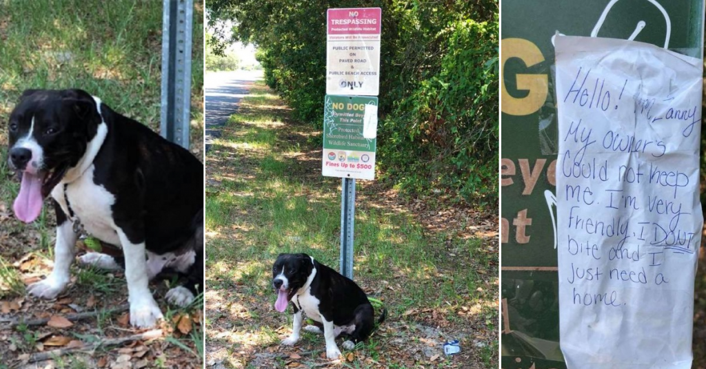 ‘Mah, non ha nulla è solo allergico agli umani’ ha detto il veterinario. Ho sentito il mondo che mi crollava addosso. Se far adottare un randagio non è per niente facile, provate voi a far adottare un randagio che soffre di una rara forma di allergia agli umani! Povera me! E adesso? 