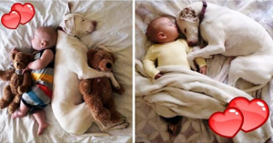 Internet impazzisce con i momenti di insuperabile tenerezza tra un bebè e la sua dolce cagnolina.