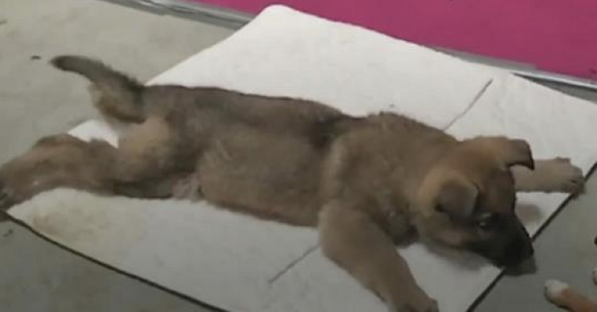 Il veterinario sentenzia la fine della cucciola e prende la siringa in mano. Un secondo dopo la sua salvatrice, guarda la sue zampe e grida.