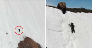 VIDEO: La triste verità dietro il video virale della scalata angosciante dell’orso per raggiungere sua madre.