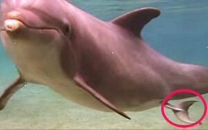 VIDEO: Registrano il momento imperdibile della nascita di un delfino alle Hawaii
