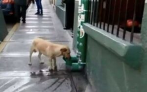 La polizia installa distributori di cibo e acqua per i cani abbandonati