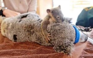 “Non ti lascerò, mamma”: il piccolo Koala si aggrappa alla madre investita mentre operano salvarle la vita