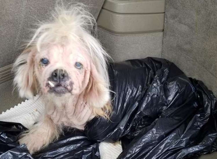 Trapani: Questa cagnolina cieca era stata buttata in un pozzo e condannata a morte insieme ai suoi 2 cuccioli