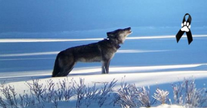 VIDEO – Mettono fine alla vita di un lupo che riusciva a tenere unito il suo branco, per trasformarlo in un vile trofeo.