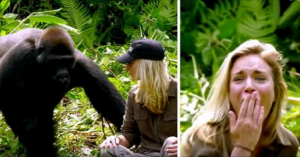 VIDEO -L’uomo aveva allevato quei gorilla fin da piccoli, per 12 anni ma poi sono tornati in libertà. 6 anni dopo lui torna e porta sua moglie: nonostante gli avvertimenti si avvicina troppo