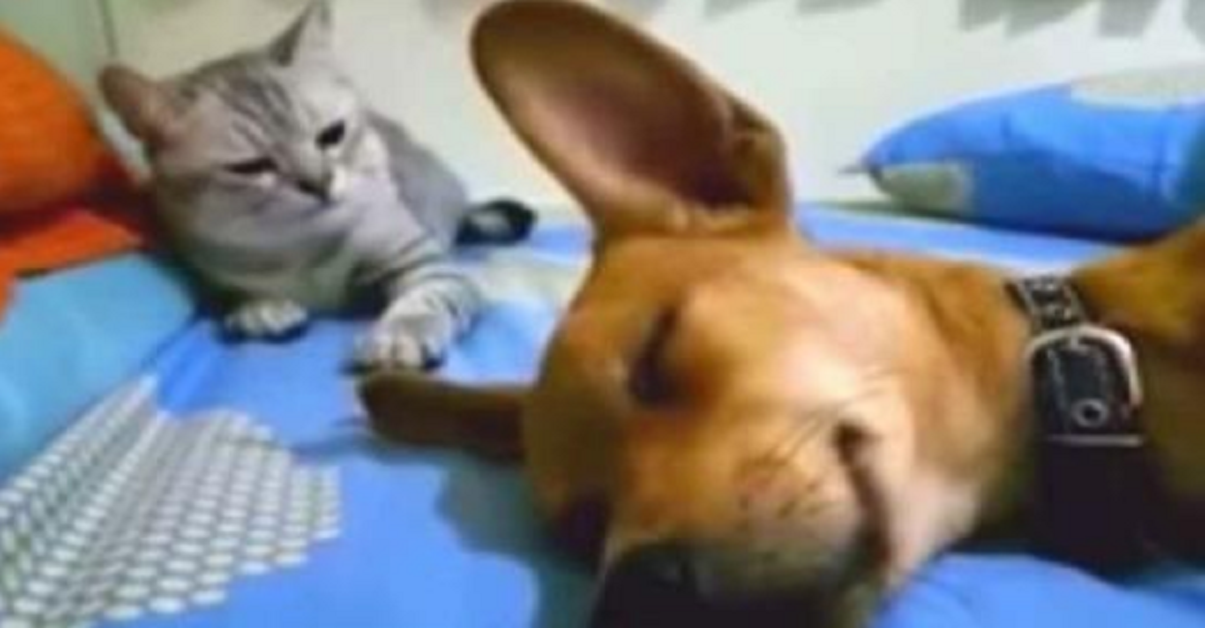 Cane lancia una potente scoreggia nel sonno – il gatto non la prende bene