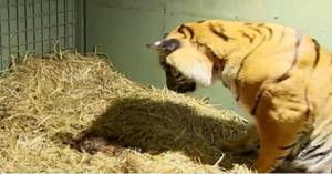 VIDEO – La tigre da alla luce il suo primo figlio, subito dopo lo staff guarda tra le sue zampe e resta senza respiro