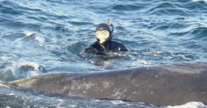 VIDEO – L’emotiva reazione di una disperata balena in difficoltà, dopo essere stata salvata da alcuni subacquei, ha commosso e sbalordito migliaia di persone.