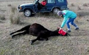 Il veterinario libera il cavallo crudelmente incatenato