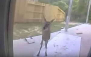 VIDEO: cervo appare sulla veranda e sembra voglia aiuto, nelle corna aveva qualcosa di incastrato.