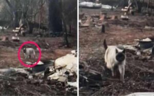 Video: gattina persa negli incendi boschivi, dopo un mese, sbuca correndo quando rivede la sua famiglia.