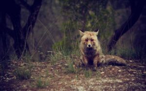 VIDEO: volpe sbuca dal nulla, si avvicina a loro per chiedere aiuto