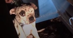 Era solo un cucciolo, lo avevano usato come “giocattolino” per i cani da combattimento e poi lo hanno gettato in una discarica, ferito, sconfitto e pronto a dire addio alla sua vita.