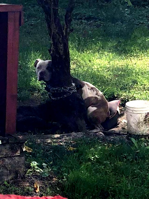 Vuole restituire il cucciolo comprato perché mangia le proprie feci ma il negoziante si rifiuta di rimborsarle i soldi. La donna infuriata prende il cagnolino e