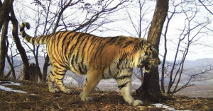 Una tigre si avvicinò con grande determinazione verso i funzionari del parco russo. Gli uomini erano terrorizzati quando notarono la sua presenza, ma poco dopo capirono cosa voleva la tigre, stava cercando proprio loro.