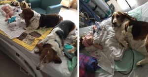 Una piccola bambina in coma, in un letto di ospedale e due meravigliosi cani che si rifiutano di abbandonarla. Ecco la storia che ha commosso il mondo