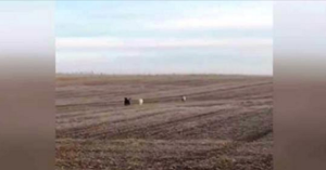 Trova il suo cane smarrito che corre nel campo a 10 km da casa sua, ma subito dopo si accorge che non è da solo