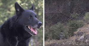 Tornando dalla pesca, Josè, il suo cane e due amici fecero un terribile incidente. I due amici persero la vita sul colpo, Josè aveva una gamba rotta e si trovava in un luogo isolato. Il suo amico a 4 zampe ha lottato contro i coyote per due giorni, per proteggere il suo amato umano, ma alla fine.