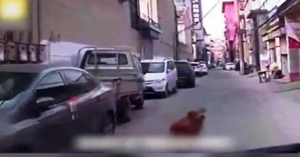 VIDEO – Un’astuto golden retriever guida l’ambulanza nel luogo in cui il suo proprietario è rimasto incosciente incosciente. Migliaia di persone sono rimaste stupite dal comportamento del dolce cagnolino