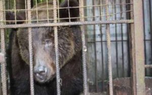 Orso per la prima volta libero dopo essere stato usato come esca per i cani per 8 anni