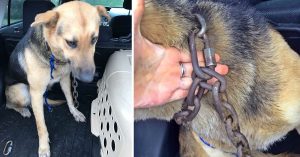 Abbandonato sull’autostrada con una catena di 20 chili legata al collo. Il povero cagnolino non poteva fare un passo senza rischiare di essere investito, ma non sapeva che la sua vita stava per cambiare.