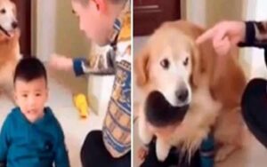 FOTO- Golden Retriever vede il papà che rimprovera il bambino e decide di intervenire