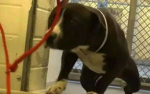 Il cane che aspetta la sua morte trema nel rifugio quando vede il guinzaglio rosso