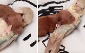 VIDEO: pappagallo resta immobile mentre un cucciolo si accuccia cercando il suo calore.