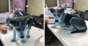 La foto del cucciolo blu ha inferocito il web, ma la sua storia è ben diversa da ciò che si potrebbe immaginare