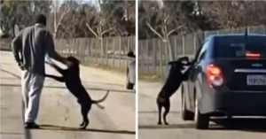 Il cagnolino disperato, supplica il suo crudele proprietario di non abbandonarlo e rincorre la macchina spaventato. Le immagini hanno fatto infuriare il web