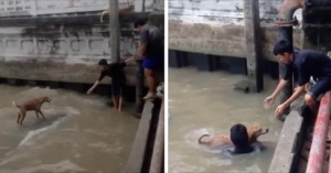 VIDEO – Tre giovani rischiano tutto per salvare un cane terrorizzato che è caduto nelle acque inquinate di un canale. Il video ha commosso migliaia di persone