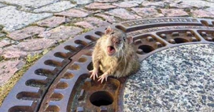 VIDEO – Un ratto cicciottello incastrato nel coperchio di una fogna, non avrebbe mai immaginato che qualcuno si sarebbe fermato a salvarlo.