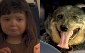 Bimba di 3 anni scompare di notte. 15 ore dopo viene trovata con un enorme cane accanto
