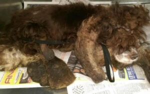 Il povero Cocker Spaniel abbandonato era irriconoscibile sotto i suoi quasi 3 kg di pelo