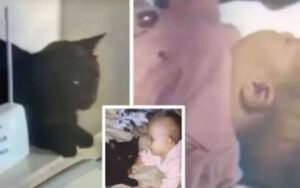 Il gatto insiste che i genitori visitino la stanza della bambina, le salvano la vita