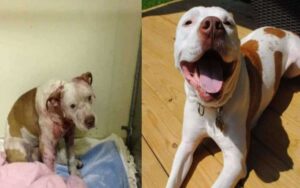 Storia d’amore: Un Pitbull usato per combattere ha avuto un miglior finale