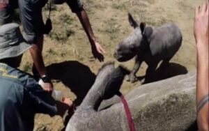 Un adorabile rinoceronte cerca di difendere sua madre da veterinari “cattivi”