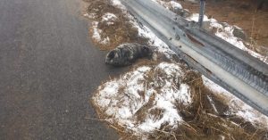 Mentre guidava, un uomo vide qualcosa di strano lungo la strada. Quando si fermò per vedere meglio di cosa si trattava, immaginando che si potesse trattare di un cane, rimase completamente senza parole.