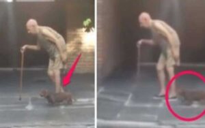 VIDEO: uomo anziano, il suo cane va al suo passo per non lasciarlo indietro