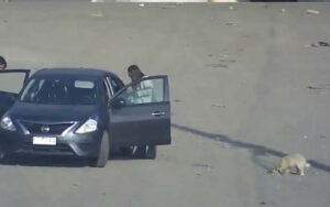 VIDEO: Coppia abbandona in un parcheggio un cagnolino
