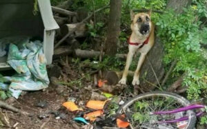 Cagnolina viene abbandonata legato in una foresta e lasciata morire. Ha abbaiato così tanto che qualcuno è riuscito a sentirla