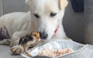 Eto, il cane che condivide il suo cibo con un adorabile pulcino