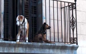 Cane lasciato sul balcone: multe in arrivo