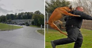 Il cane, il migliore amico della donna