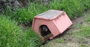 Pebbles, il cane abbandonato sul ciglio della strada