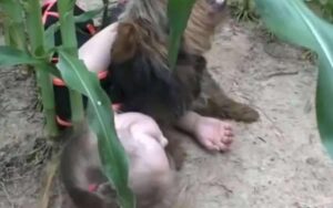 Bimba dispersa in un campo di mais, salvata dal suo cane